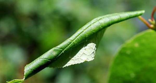 Это одни из первых признаков болезни плодового дерева. Какие инфекции может пережить груша? Болезни листьев и лечение мы рассмотрим в этой статье.