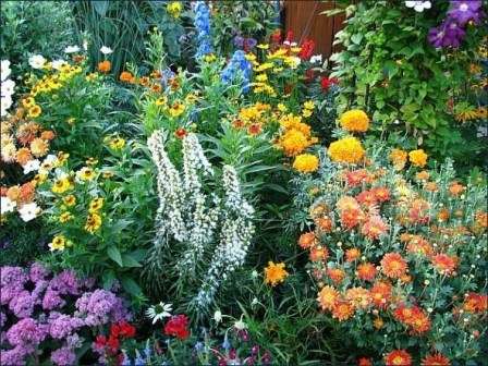В этой статье мы предлагаем вам рассмотреть многолетние цветы для клумбы, цветущие все лето, низкорослые, которые можно было бы посадить на дачном участке.