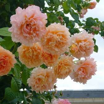  Кончики лепестков насыщенного персикового цвета могут выгорать до сливочного оттенка, что придаёт необыкновенности и нежности. Кисти могут насчитывать от одного до четырёх цветков. 