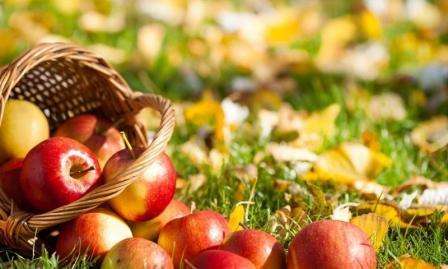 Как посадить яблоню осенью? Уход за саженцем