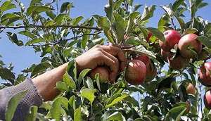 Яблоки: срывать, придерживая всей рукой