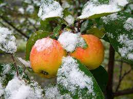 Зимние сорта яблок: срывать до заморозков