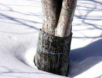 Обмотка стволов деревьев на зиму