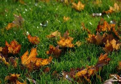 Особенности ухода за газоном осенью: правила, советы, рекомендации