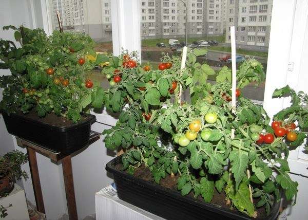 Особенности выращивания томатов в комнате