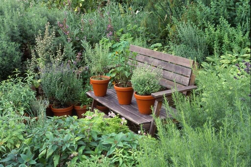 Лекарственные травы: выращивание на даче