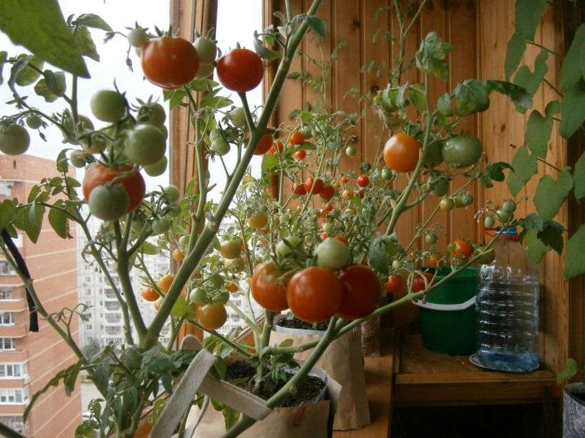 Уход за томатами в комнатных условиях