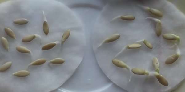 Проращивание семян огурцов на ватных дисках