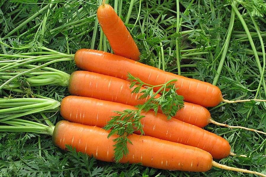 выбор сорта моркови