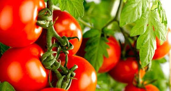 томаты: как выбрать нужный сорт