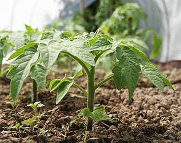 Томаты: особенности выращивания рассады